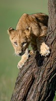 LIon Cub