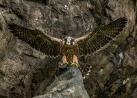 Juvenile Peregrine