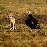 Jackal and Vulture