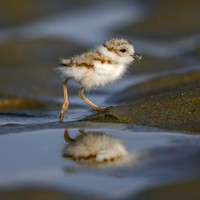 Pipiing PLover