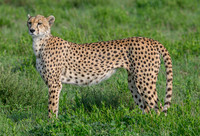 Cheetah