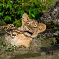 LIon Cub