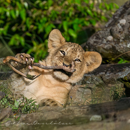 LIon Cub