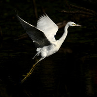 Little Blue Heron