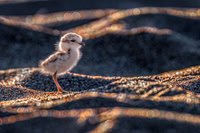 Piping Plovers