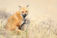 Mother and Kit