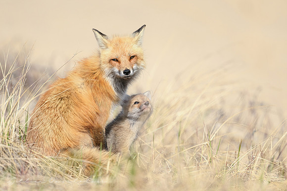 Mother and Kit