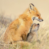 Mother and Kit