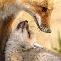 Mother and Kit