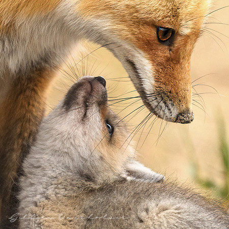 Mother and Kit