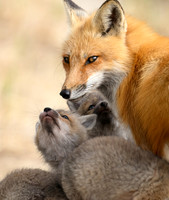 Mother and Kits