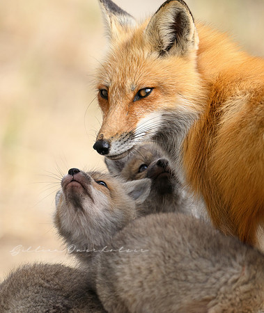 Mother and Kits