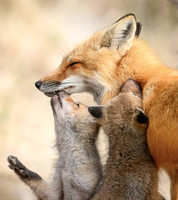 Mother and Kits