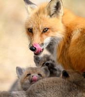 Mother and Kits