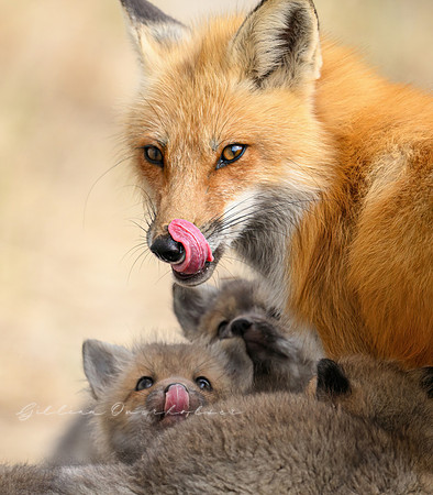 Mother and Kits
