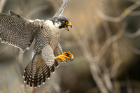 Peregrine Falcon