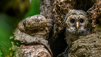 Barred Owlet