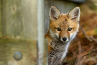 Fox Kit