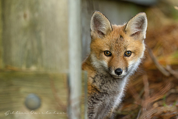 Fox Kit