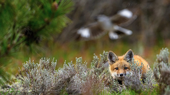 Fox Kit
