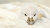Cygnet