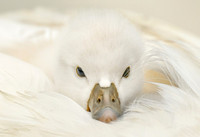 Cygnet
