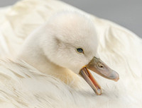 Cygnet