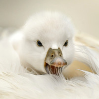 Cygnet