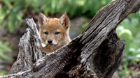 Coyotes