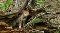 Coyote Pup