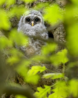 Barred Owlet