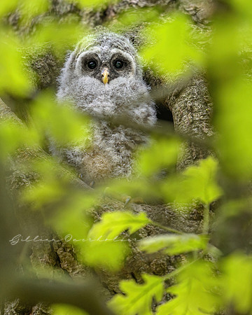 Barred Owlet