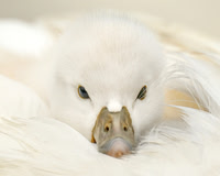 Swans