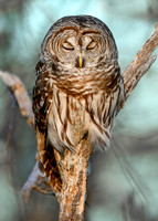 Barred Owl