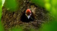 Other Perching Birds