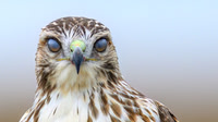 Hawks and Falcons