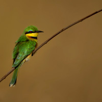 Small Bee Eater