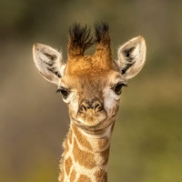 Newborn Giraffe
