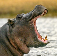 Hippo
