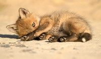 Red Fox Kit