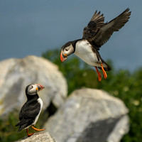 Atlantic Puffins