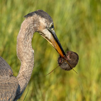 Great Blue Heron with vole