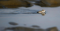 Piping Plover