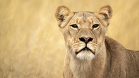 Young Lioness