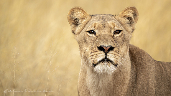 Young Lioness