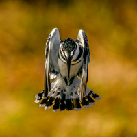 Pied Kingfisher