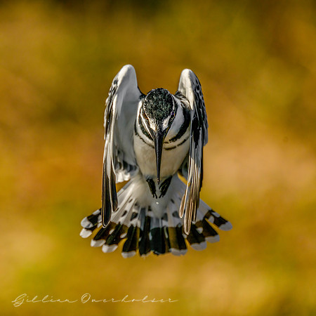 Pied Kingfisher
