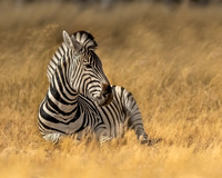 Zebra