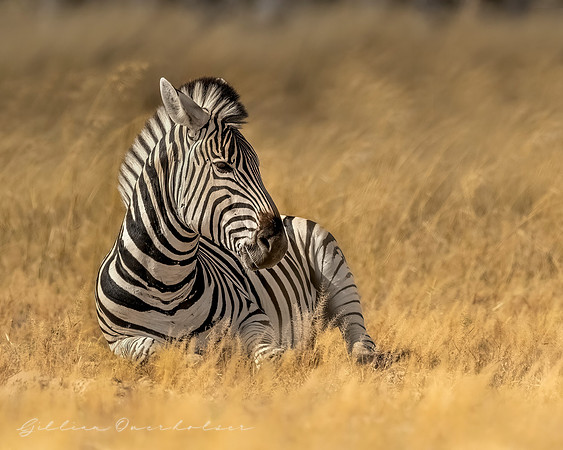 Zebra