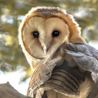 Barn Owlet